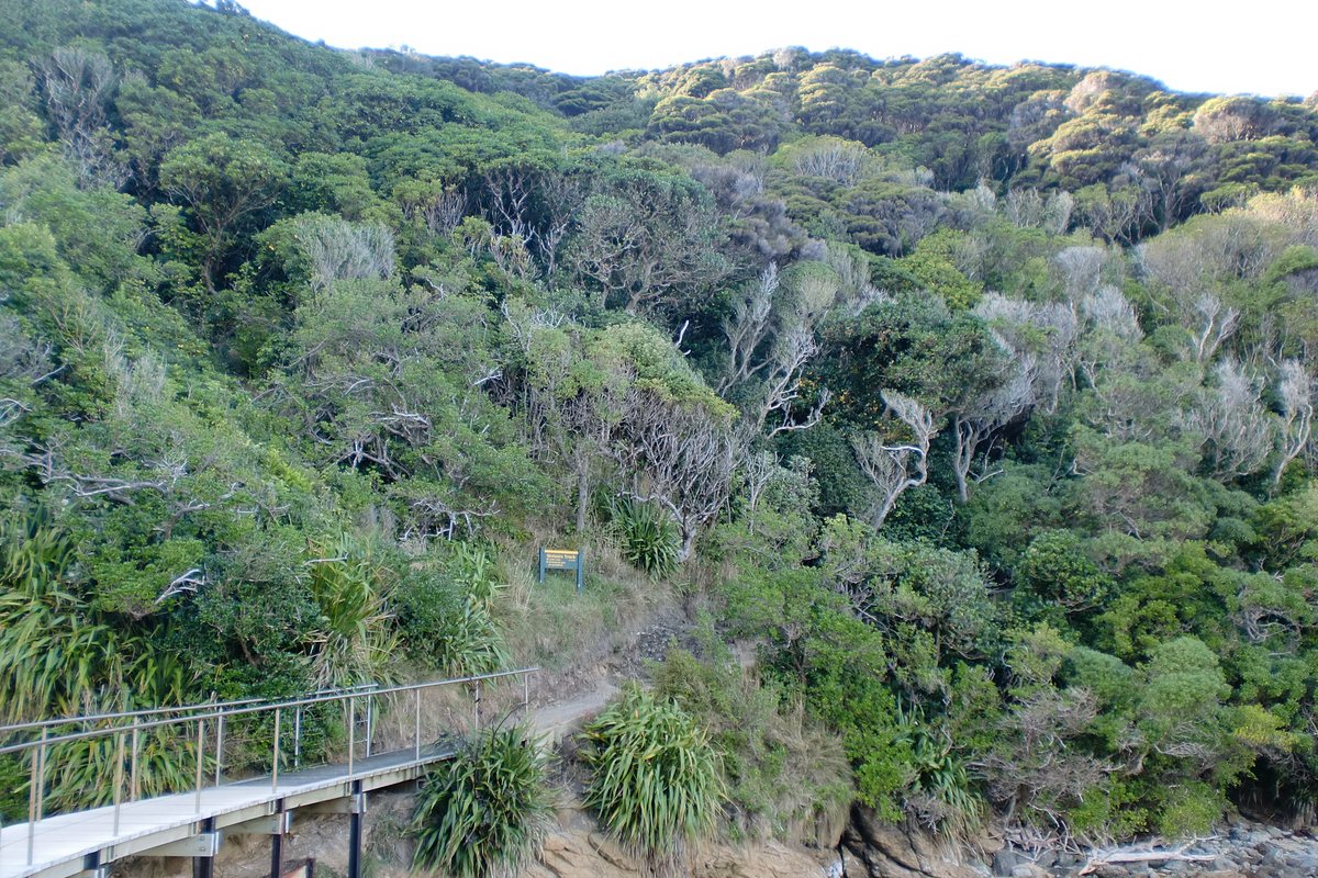 A boardwalk section of the Queen Charlotte Track winding through native bush above the water