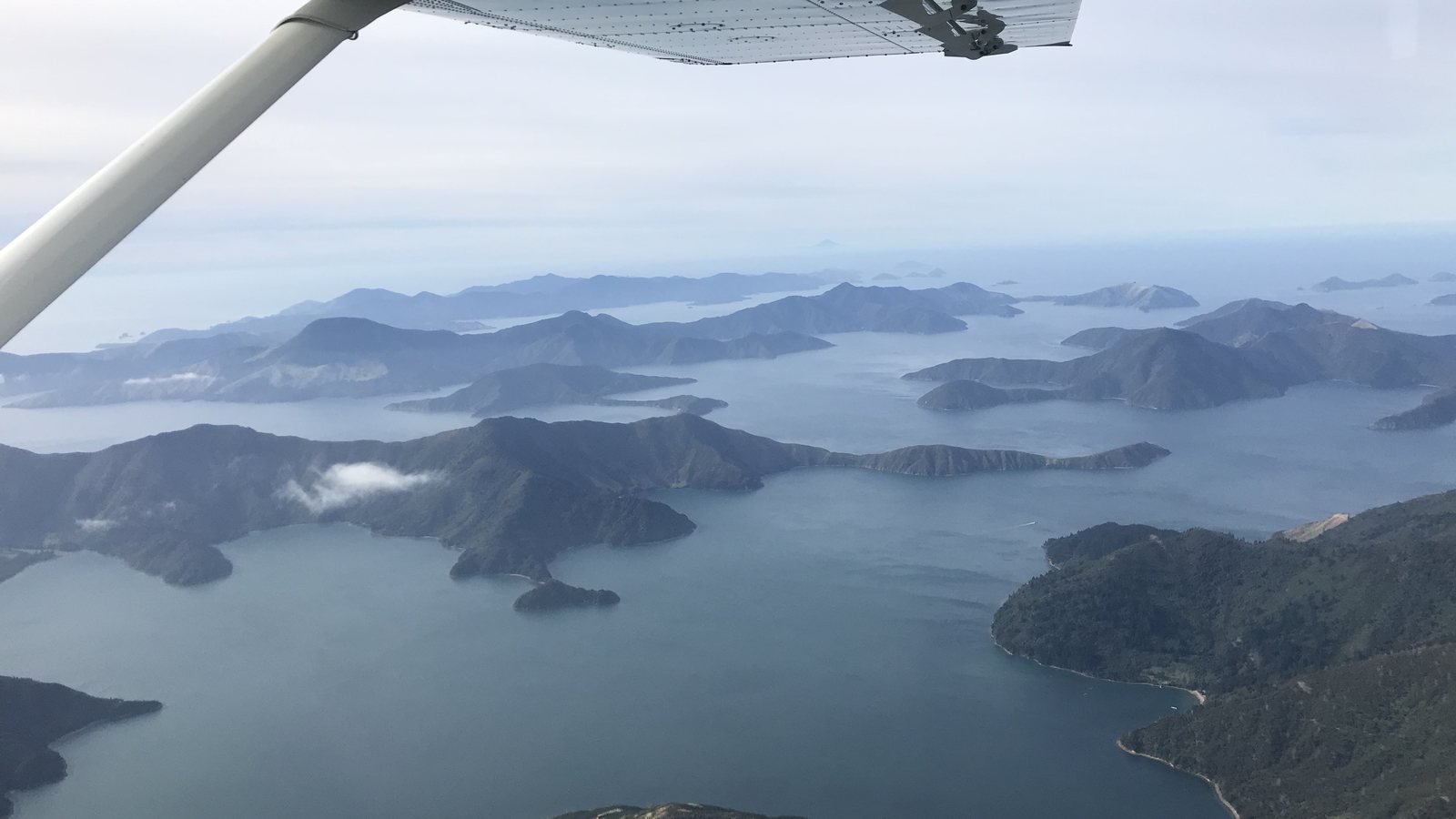 Aerial view of the drowned river valleys of the Marlborough Sounds